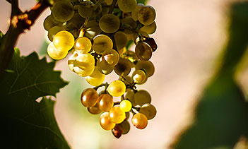 winefood2 q