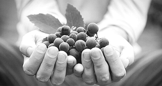 grapes q