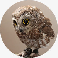 bird-2 a