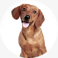 dog-2 a